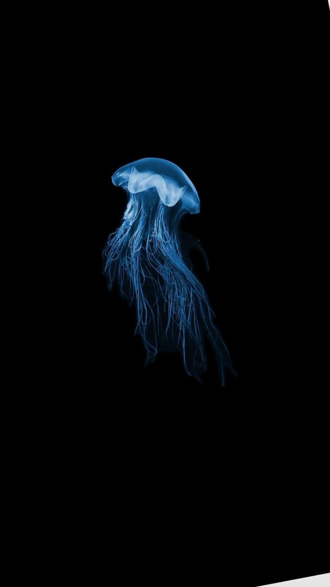 Blue Ocean tweet media