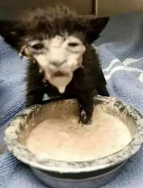 𝐄𝐕𝐈𝐄 ฅᗢฅ 🤍 tweet media