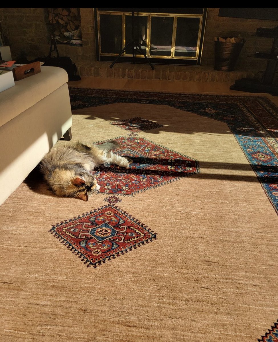 Mercedeh Sheikh tweet media