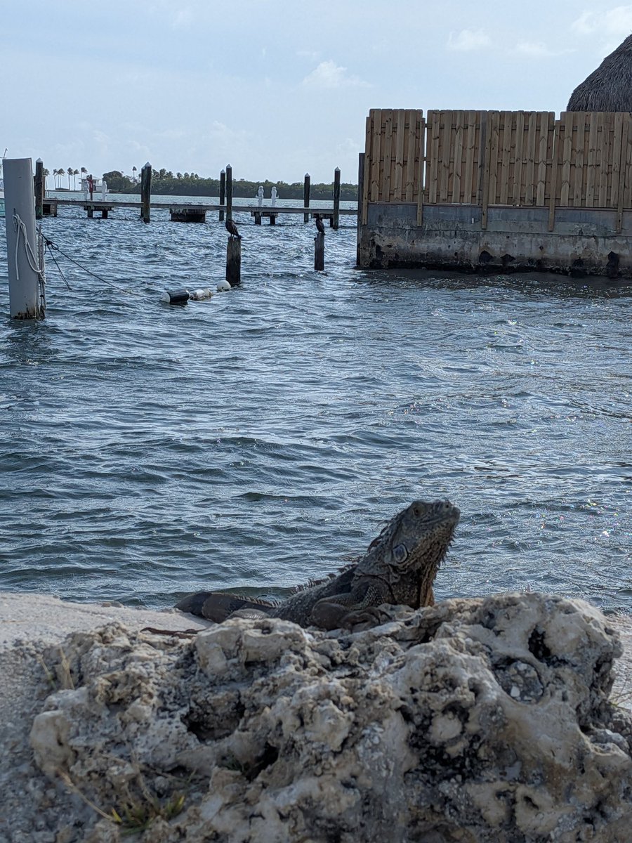 Native FL Girl Loud & Proud ❤️🤍💙🇺🇲 tweet media