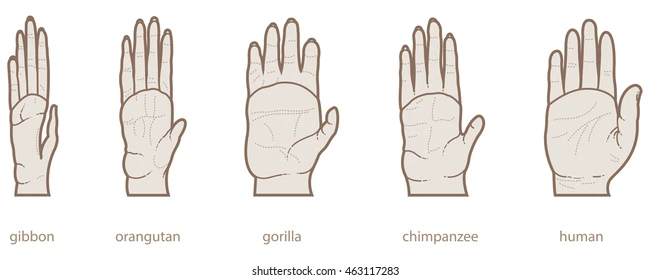 Synodicles tweet media