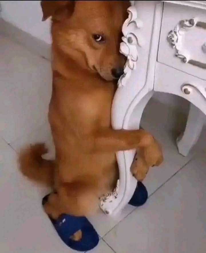 vermelhoferrari tweet media