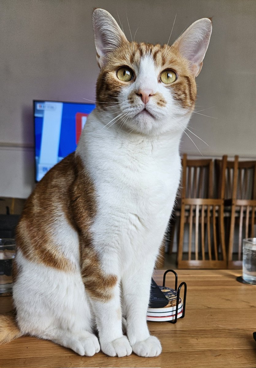 Lily, Rusty & Max 🩶🧡🖤🇬🇧 tweet media