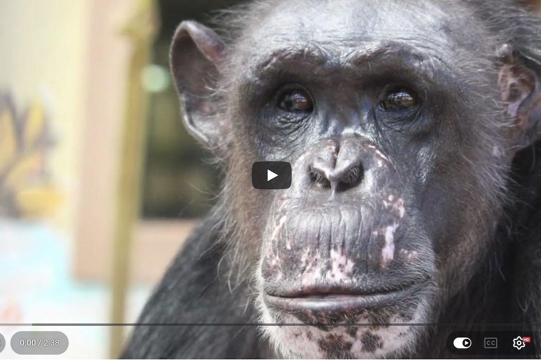 Chimpanzee Sanctuary Northwest tweet media