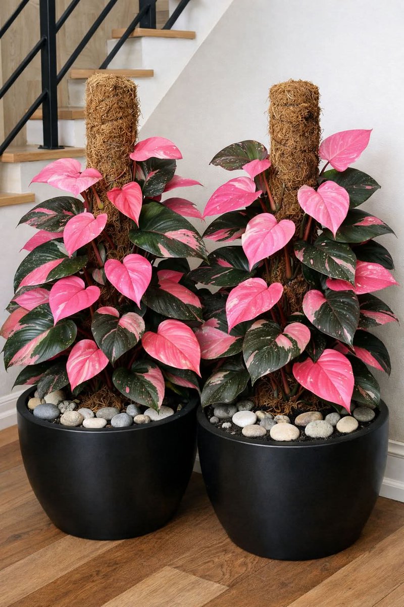 BrainnPower's tweet image. #Greetings ❤️🪭❤️