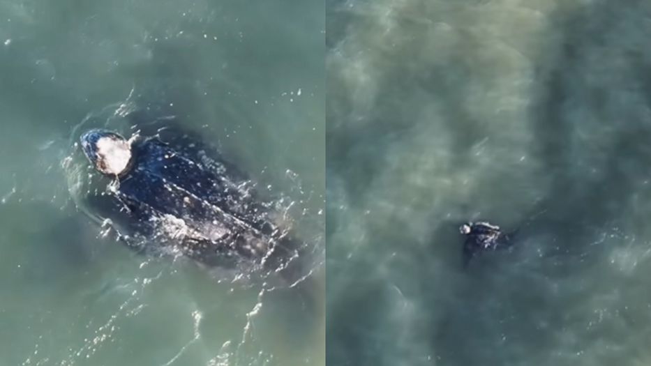 senalesuy's tweet photo. ¡Impresionante! 🇺🇾 Captan una tortuga marina de casi 2 metros en aguas uruguayas.
El fotógrafo Leandro Borba registró de forma fortuita a una tortuga de siete quillas, la más grande del mundo (hasta 700 kg). Es un registro inusual de un ejemplar vivo en la zona. 🐢🌊
#Uruguay https://t.co/23evhKXZRd