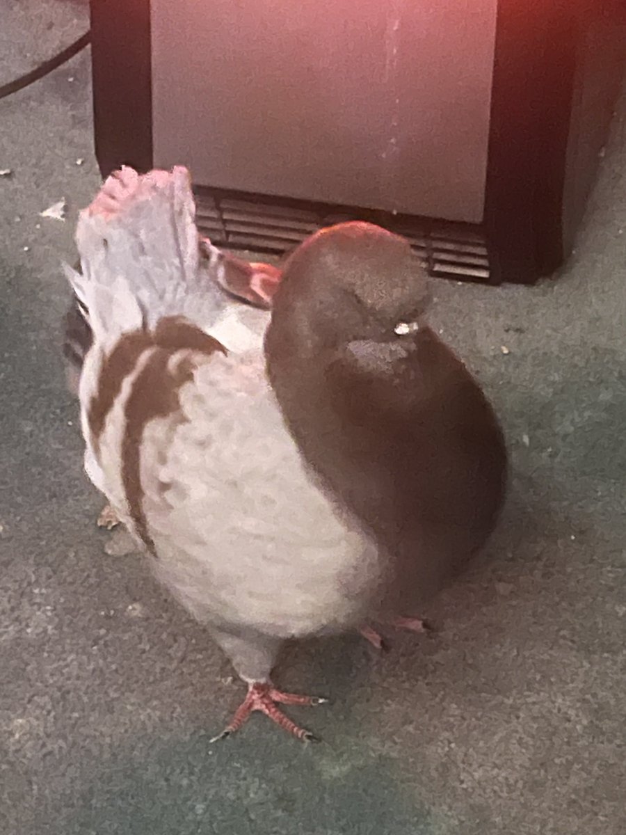 rat bastard tweet media