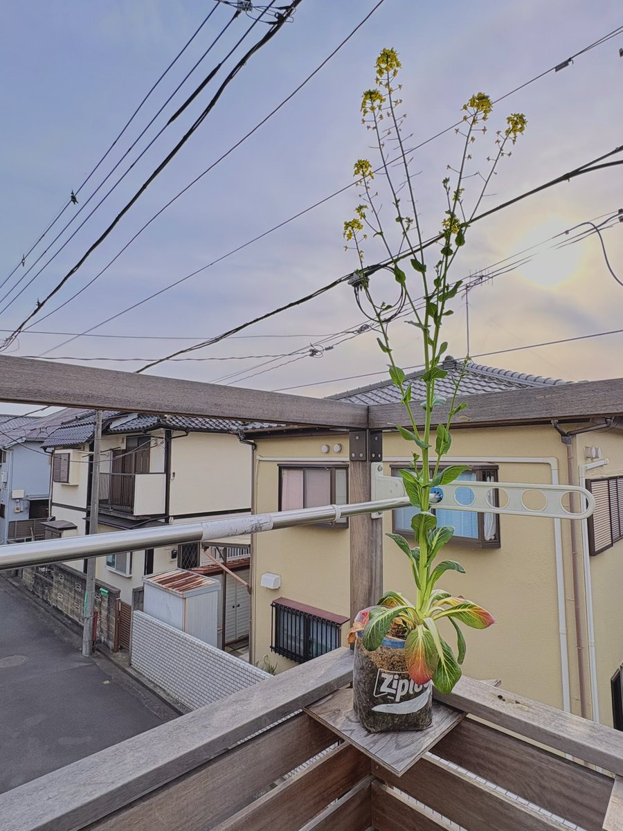 ぽたろうの家庭菜園HACK tweet media