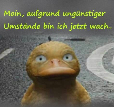 Schnattchen🐣 tweet media