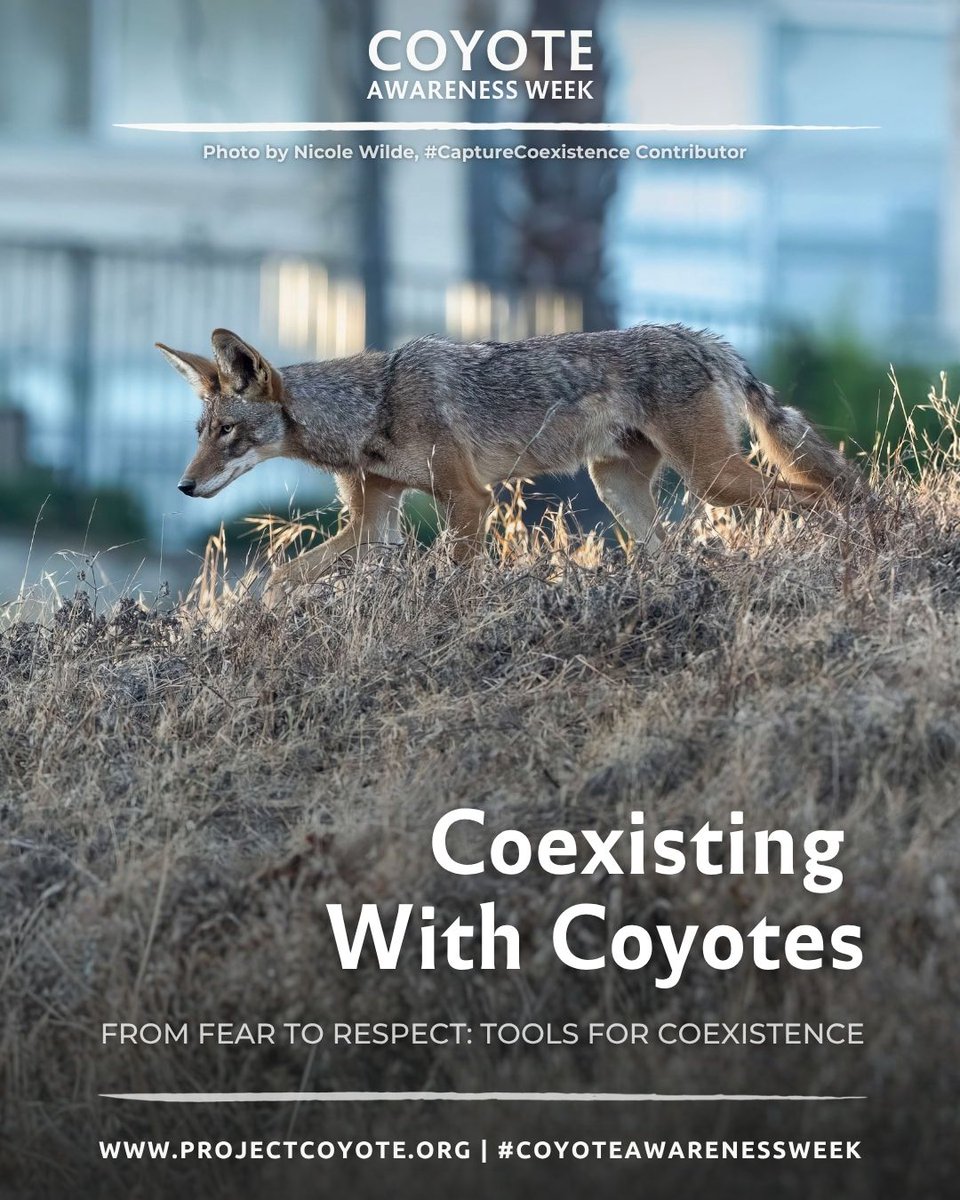 Project Coyote tweet media