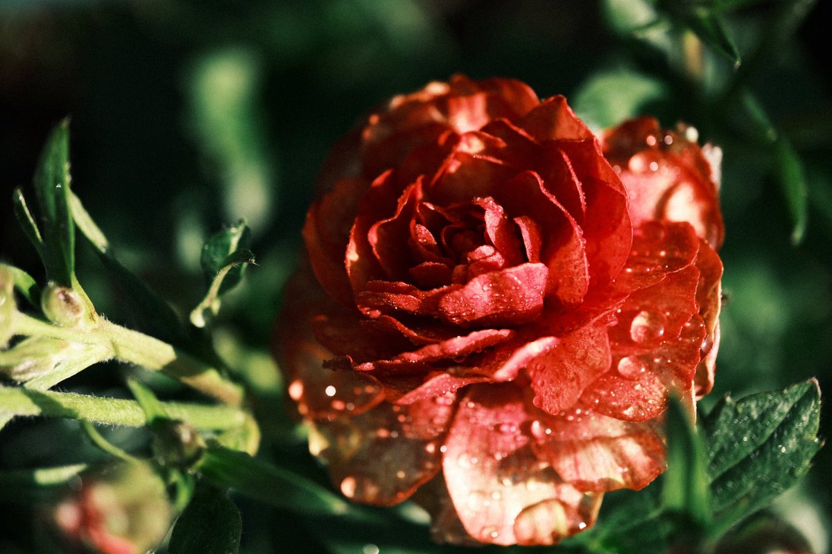 記憶カメラ tweet media