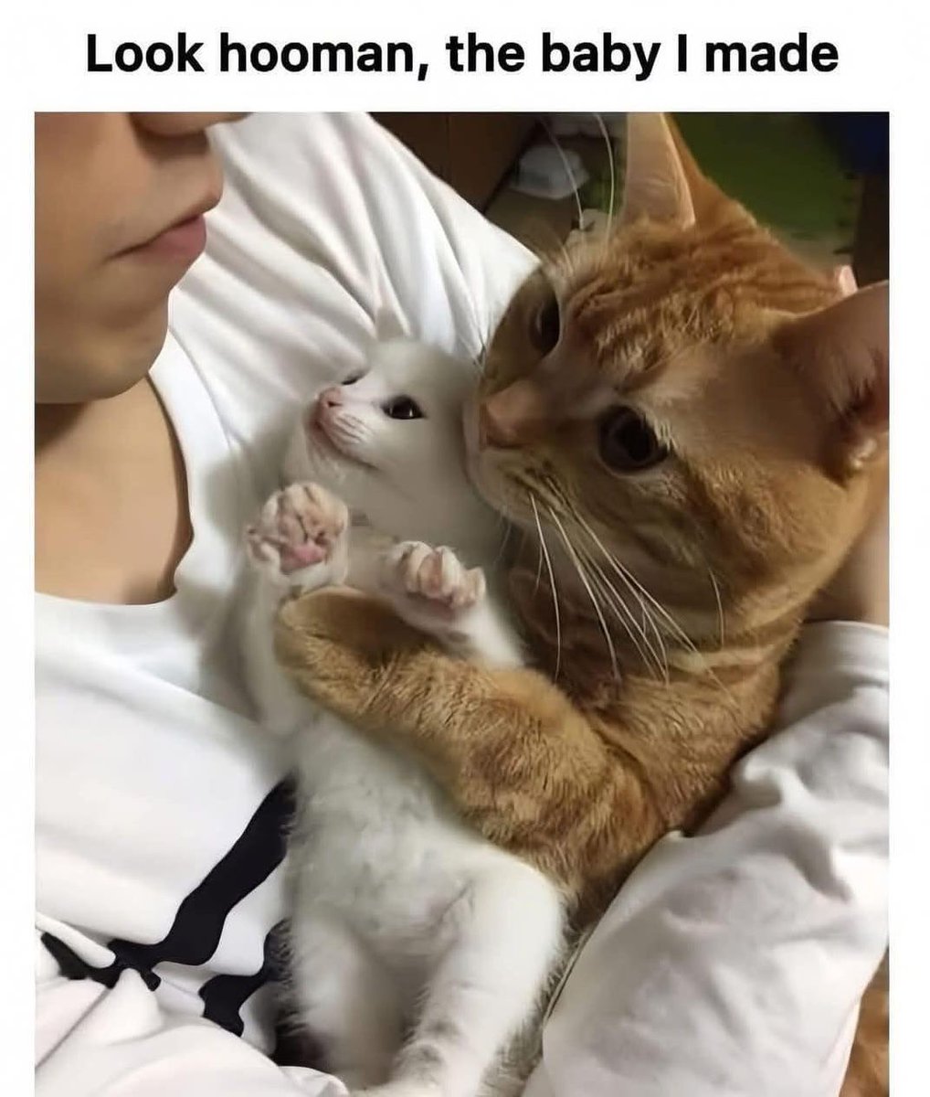 Cats and Kittens tweet media