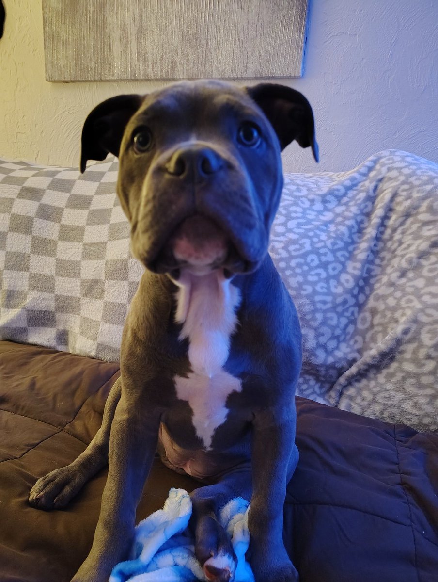 DeejHoneyDrop's tweet photo. Meet Athena ;)  She is so so funny!!! #dogs #calendar #puppylove #checkherout #spayneuter #animalfoodbanks #SundayBlessings #thepawprintcalendar2027 https://t.co/pHqGOkY7Ev
