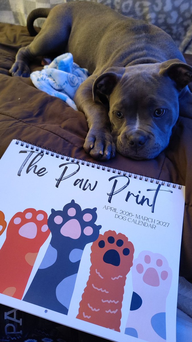 DeejHoneyDrop's tweet photo. Meet Athena ;)  She is so so funny!!! #dogs #calendar #puppylove #checkherout #spayneuter #animalfoodbanks #SundayBlessings #thepawprintcalendar2027 https://t.co/pHqGOkY7Ev
