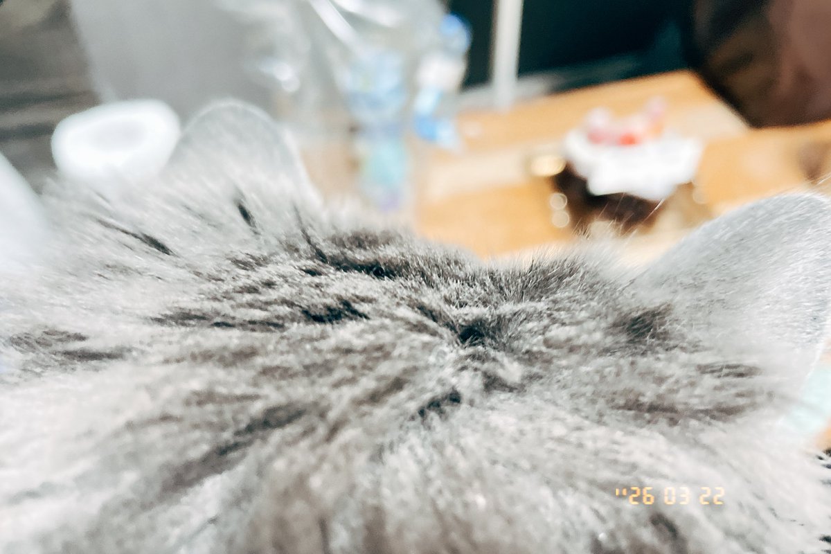 なぷか🪼 tweet media