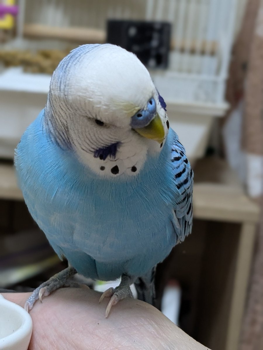 考えるエルチ🐥
いつお鼻の上が黄色くなったかについて🤔
