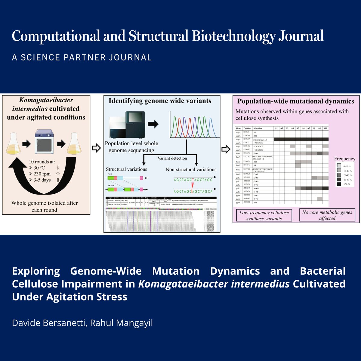 🔗 Exploring Genome-Wide Mutation Dynamics and Bacterial Cellulose Impairment in Komagataeibacter intermedius Cultivated Under Agitation Stress.  doi.org/10.34133/csbj.…

📚 CSBJ: spj.science.org/journal/csbj

<a href="/AaltoUniversity/">Aalto University</a> <a href="/CSB_Journal/">CSBJ</a> <a href="/SPJournals/">Science Partner Journals</a> <a href="/aaas/">AAAS</a> #SyntheticBiology #Microbes