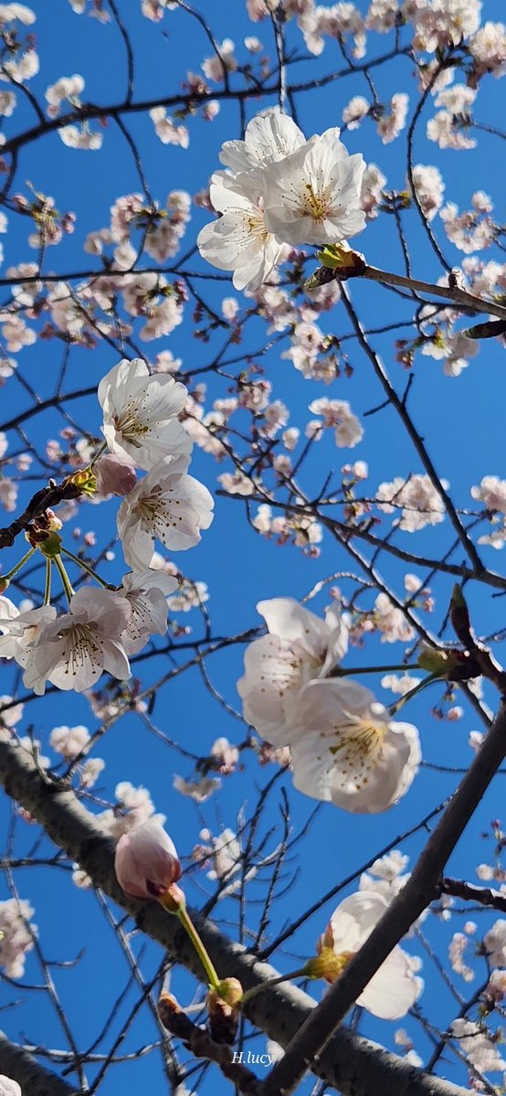 주변인,덤 tweet media