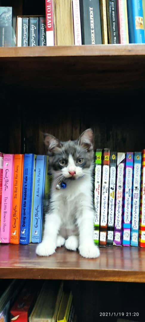 nafeh 🇸🇾🇳🇿 tweet media