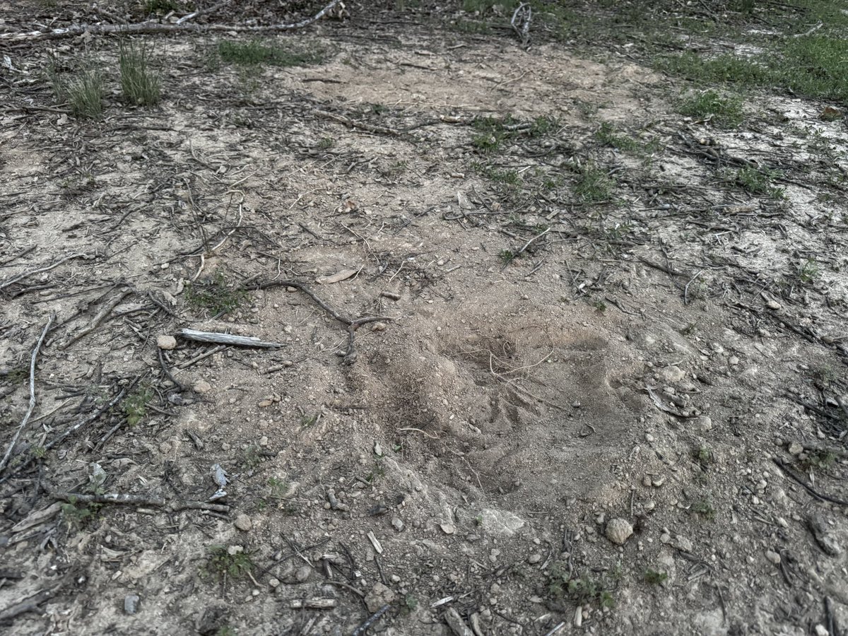 David Bess tweet media