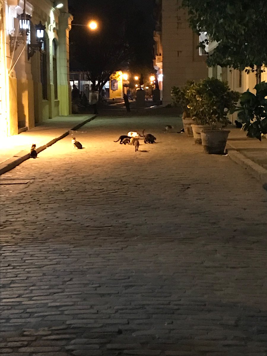 Myapmyap📟 tweet media