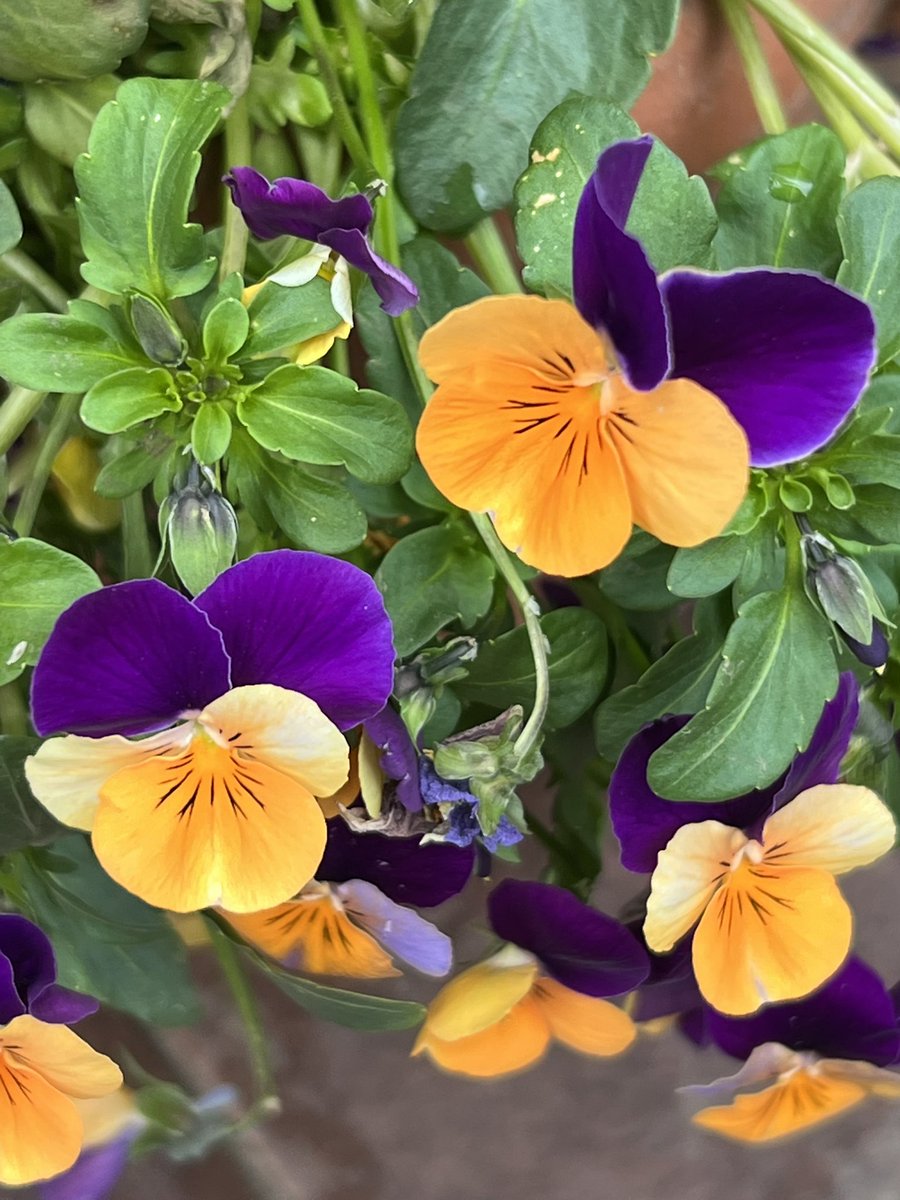 内田夕夜 tweet media