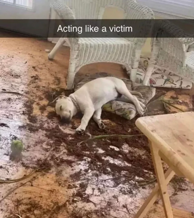 Weekend Warrior ☝️🐉🏆🐏 tweet media