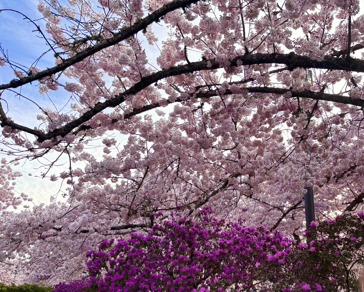 suaportas's tweet image. i saw cherry blossoms today #went #outside