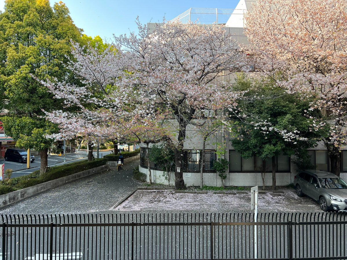 ぶぶ研の部室からは道を挟んで向かいにある病院の桜がよく見えます。ぜひぶぶ研に入って、部室でのんびり花見してみませんか。