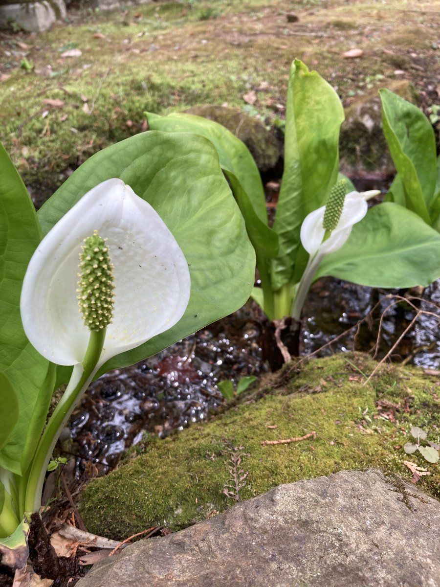 のんびり散歩 tweet media