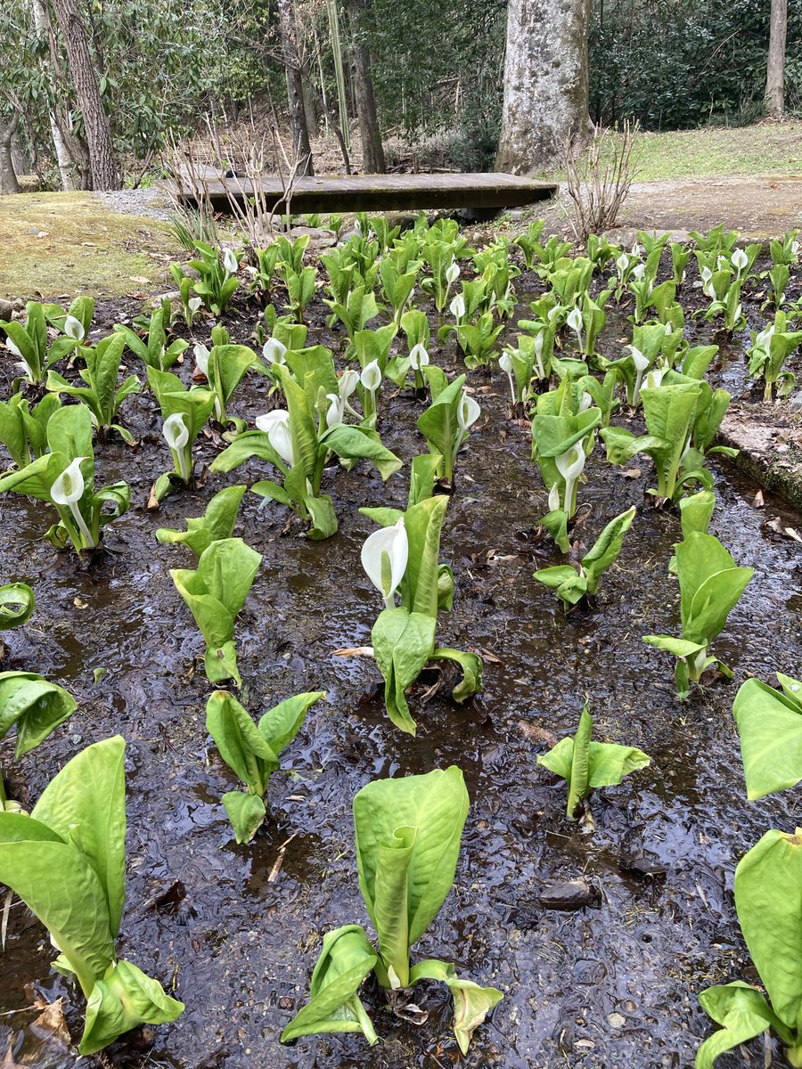 のんびり散歩 tweet media