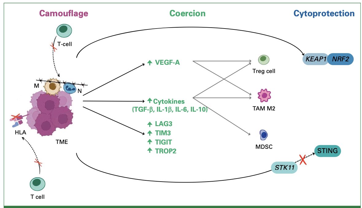 diegoadiazg's tweet photo. 🫁 Beyond chemoimmunotherapy in NSCLC.

Advanced NSCLC without actionable alterations: most progress ≤1 year after 1L chemo-IO.

2L: docetaxel ± ramucirumab. Limited benefit
Emerging:
• Bispecifics (ivonescimab)
• Antiangiogenic + ICI
• AI-driven selection
Key gap: biomarkers and ICI resistance

📖 @JCOOP_ASCO 
DOI: https://t.co/9M9a46LF3o

#CánCare #NSCLC #lcsm #immunotherapy #biomarkers