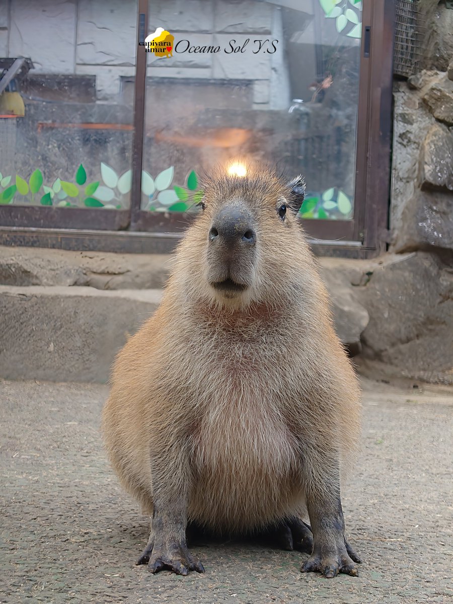 齋藤 洋平 tweet media