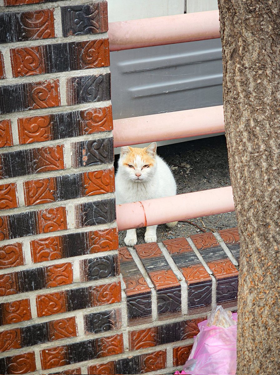 프리그 | 3월부코 토요일 tweet media