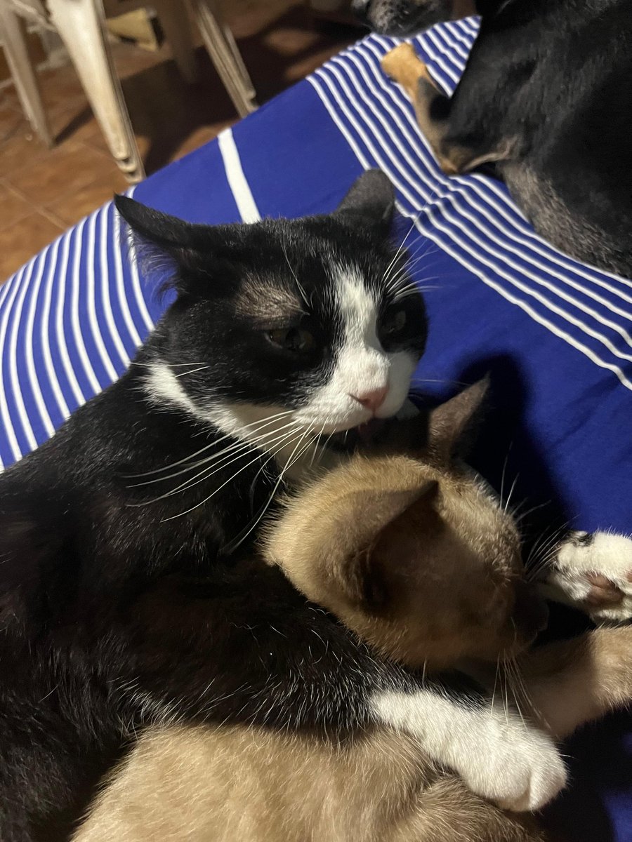 knowingema tweet media