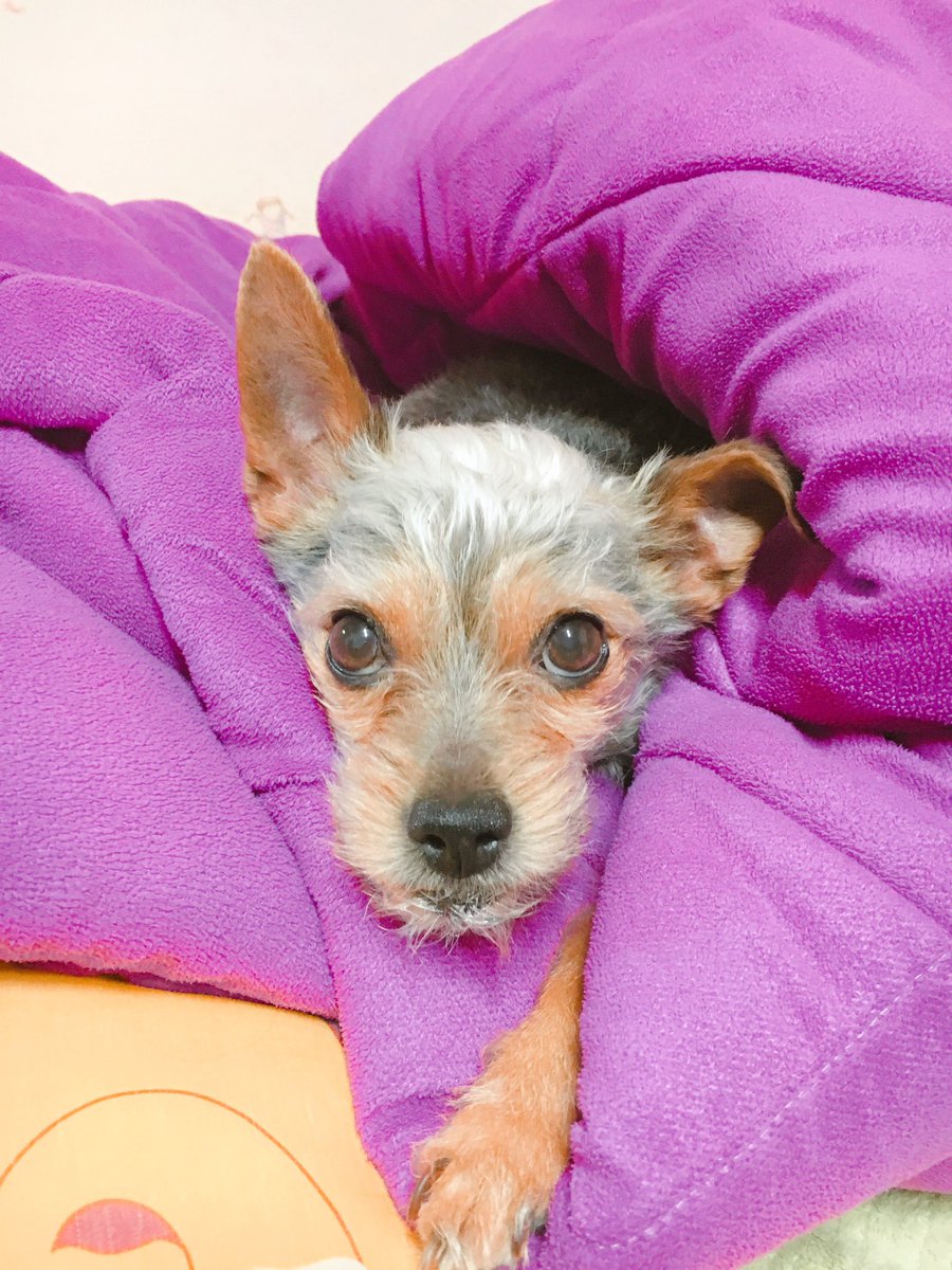 B!―૮ᴗ͈ . ᴗ͈ ྀིა tweet media