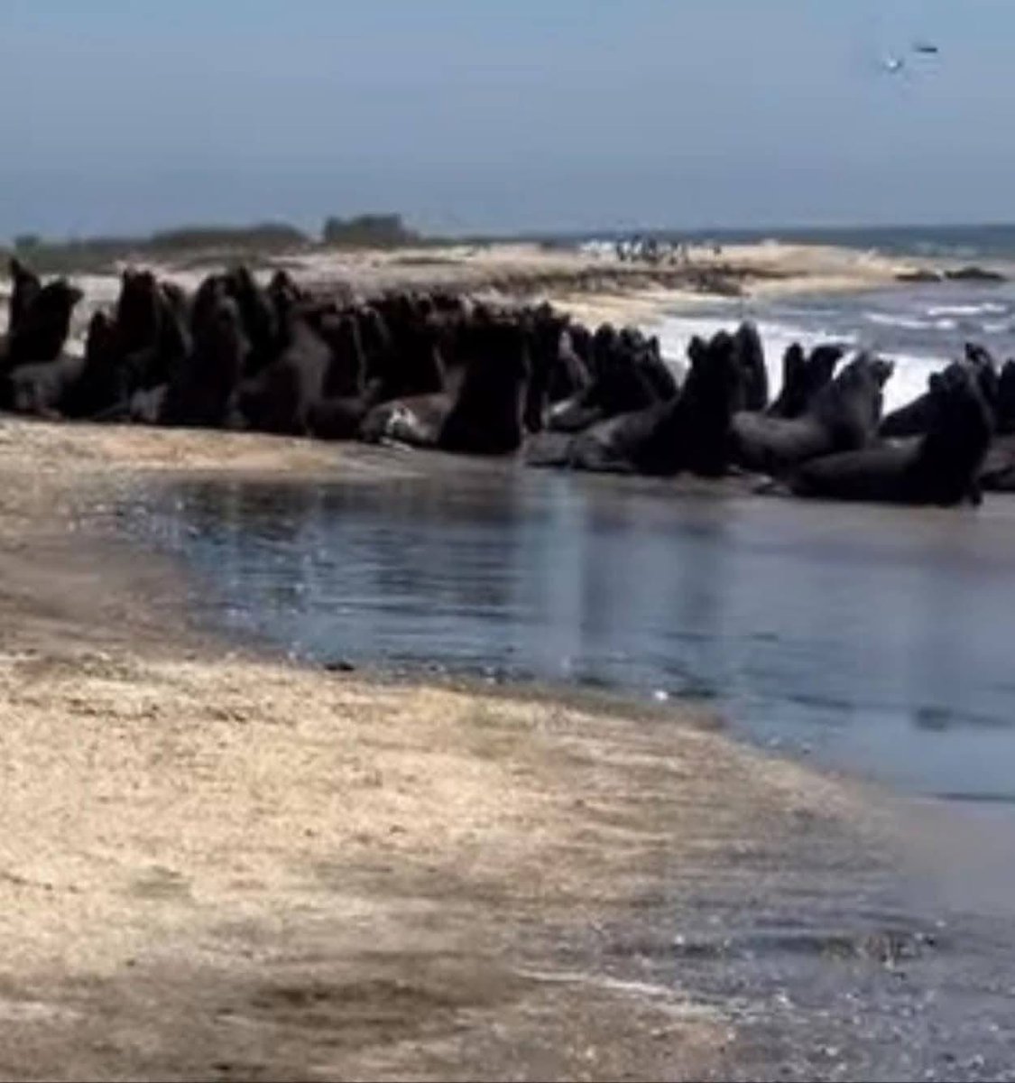 Rosa Lilia Torres- Noticias tweet media