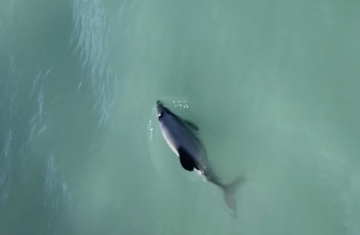 Low IQ Creature tweet media