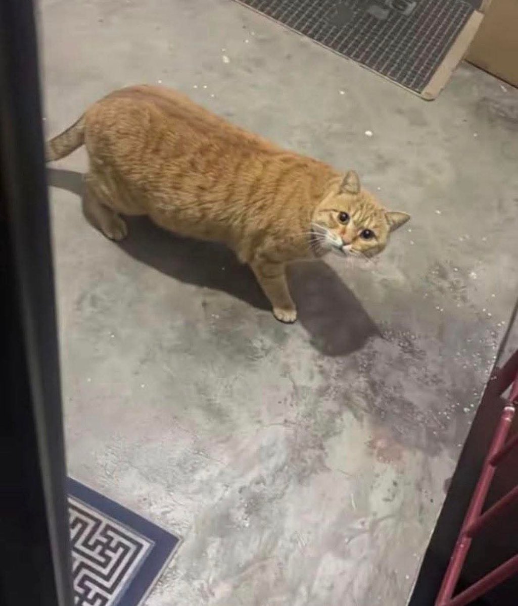 Alyza Malik tweet media