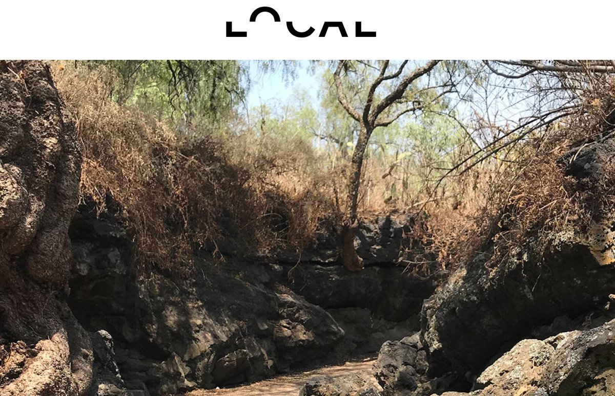 local.mx tweet media