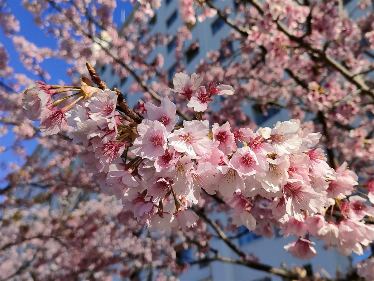 旅先での写真 tweet media