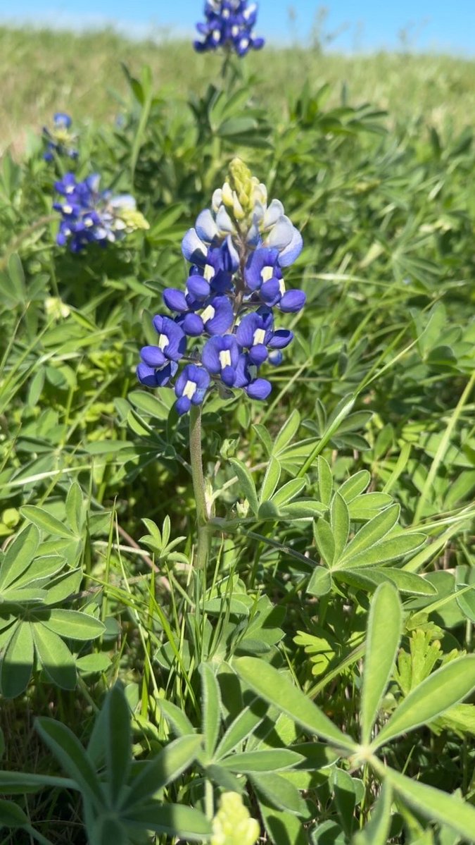 Mike Howton tweet media