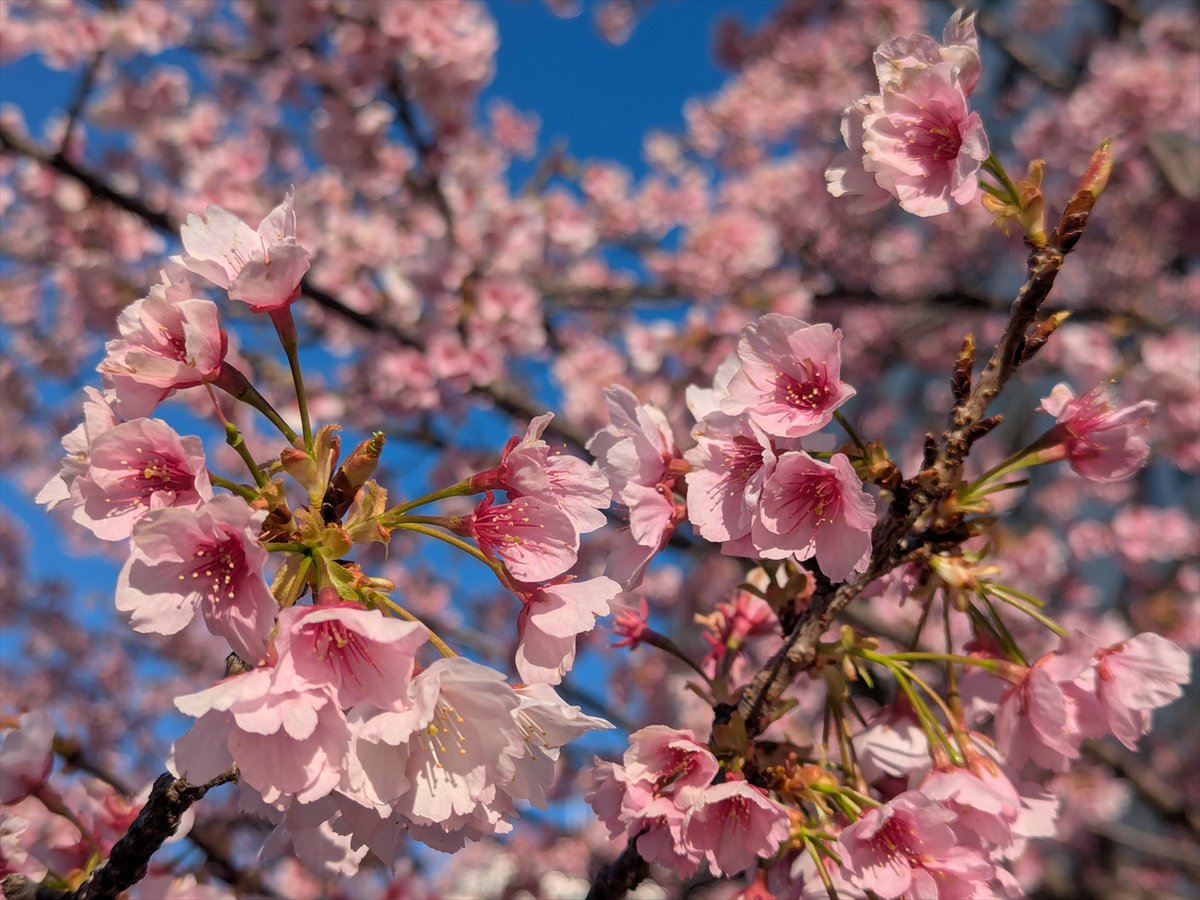 旅先での写真 tweet media