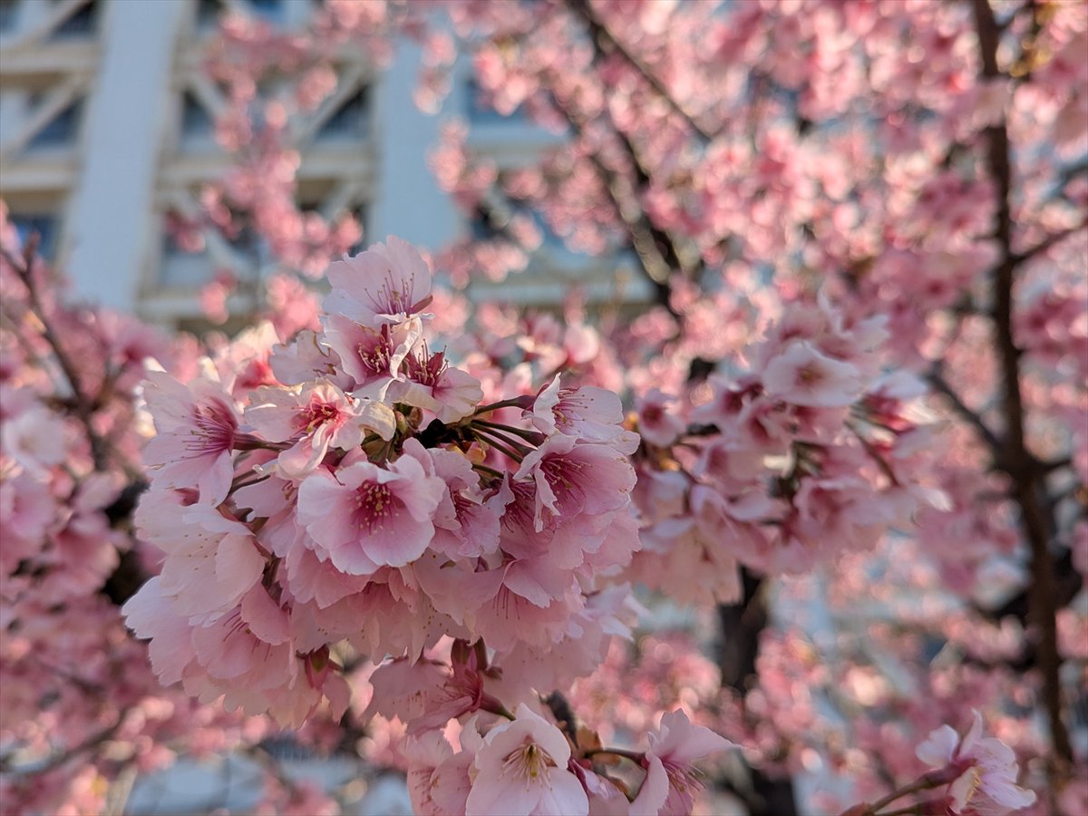 旅先での写真 tweet media