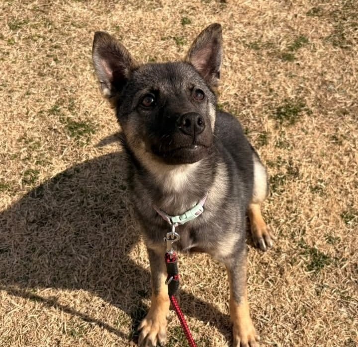 ただの猫ゃで tweet media