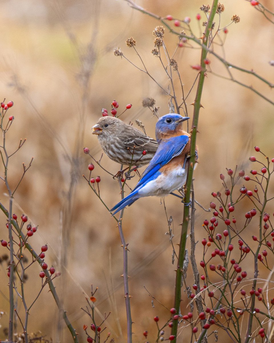 All animals tweet media
