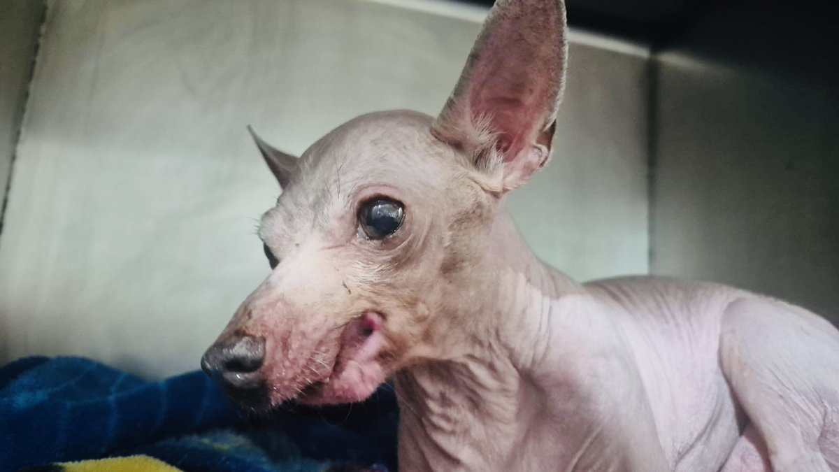 Escuadrón Salchicha tweet media