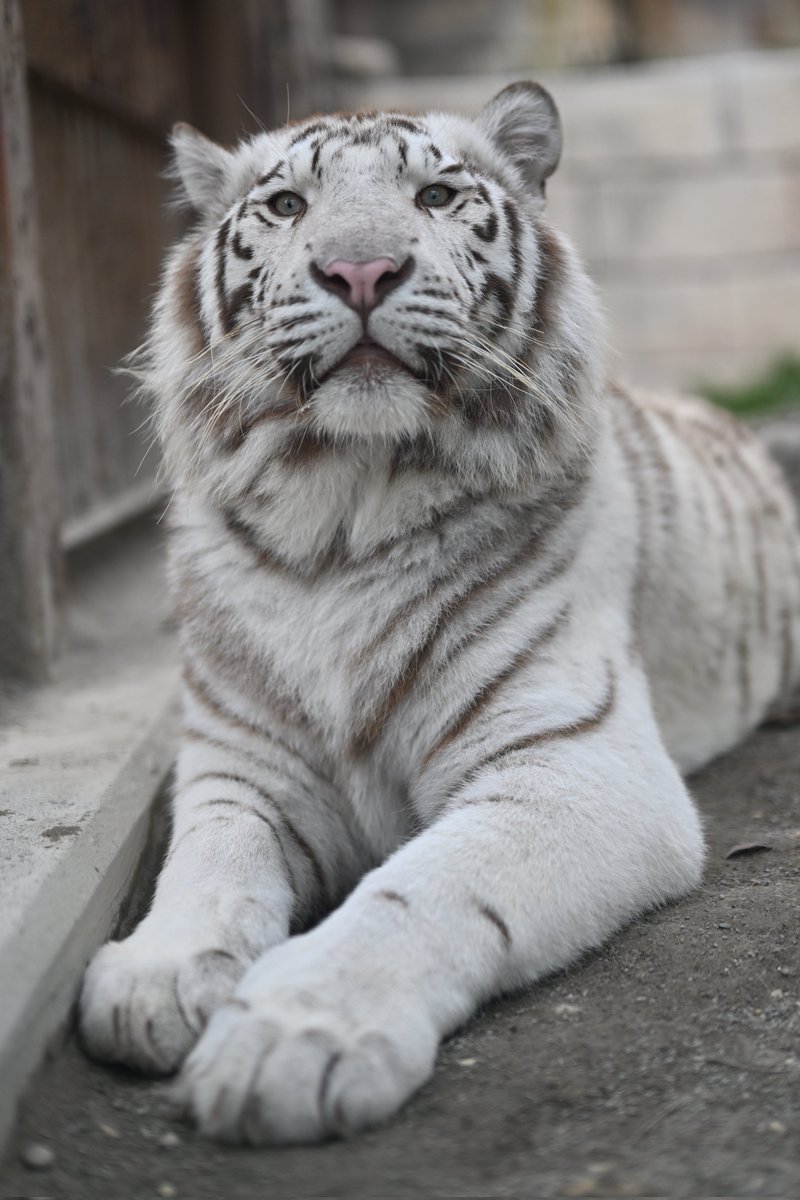 uber_tiger～トラネコとライオンネコ～ tweet media