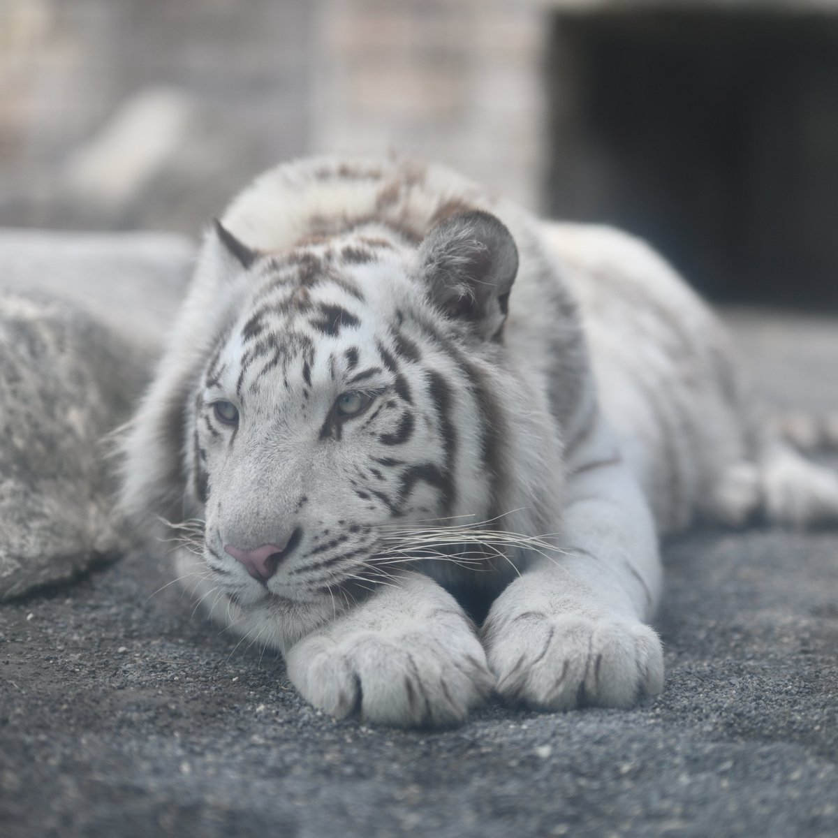 uber_tiger～トラネコとライオンネコ～ tweet media