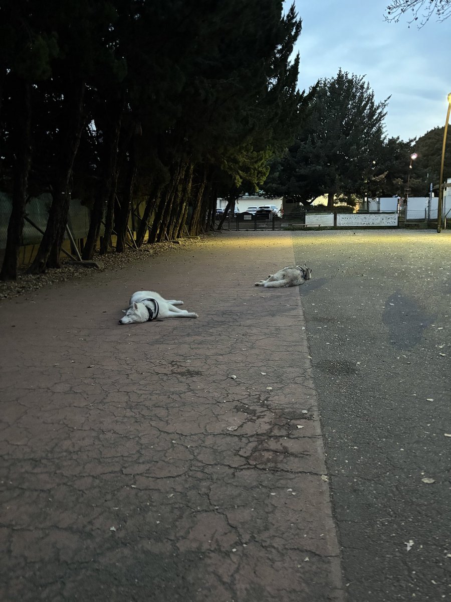 ふくまる+ぶな= tweet media